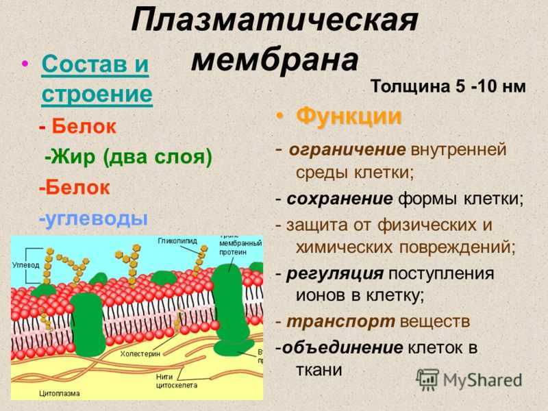 Конспект "строение и функции клетки" - учительpro
