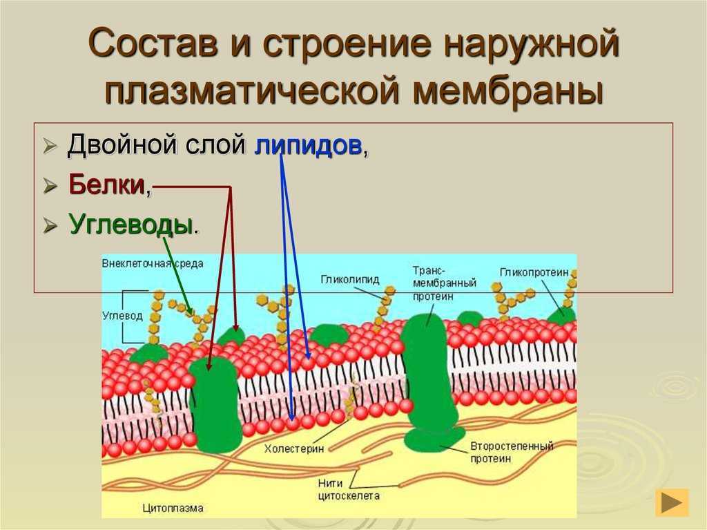 Возникновение мембраны клетки. Структура клетки плазматическая мембрана. Состав и строение наружной плазматической мембраны. Наружная клеточная мембрана плазмалемма строение. Плазматическая мембрана и строение плазматической мембраны.