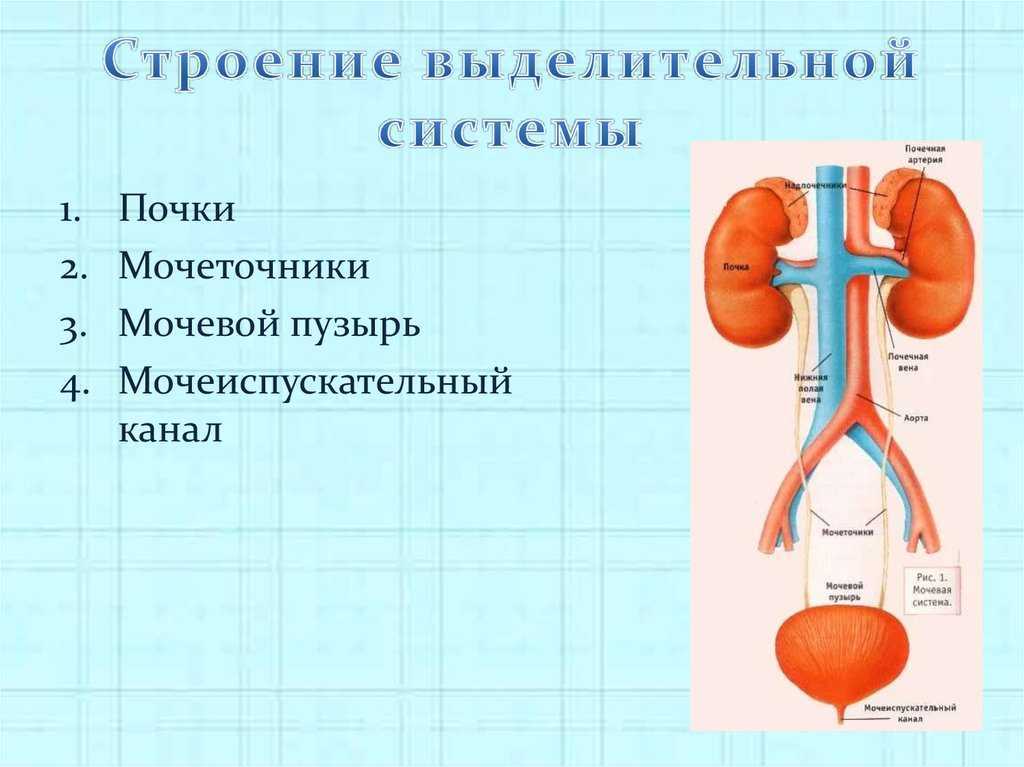 Рассмотрите схему мочевыделительной системы и опишите строение и функции почек мочеточников