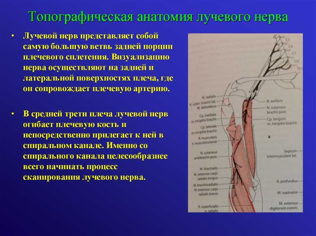 Лучевой и локтевой нервы: невралгия, воспаление, невропатия, травма. кубитальный канал. запястный канал - медицинский центр «эхинацея»