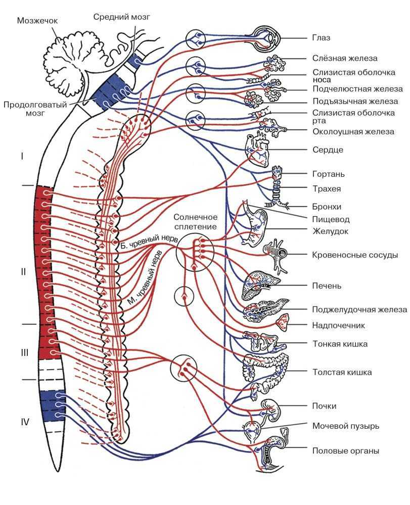 Симпатическая нервная система схема