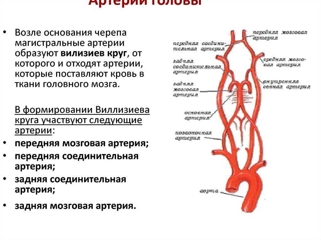 Предплечье