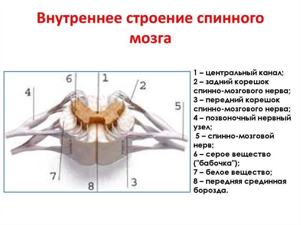Функциональная анатомия спинного мозга - medfsh.ru