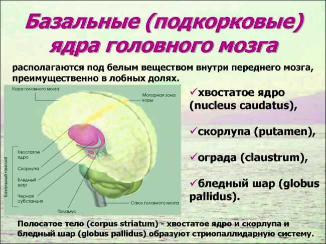 Схема базальных ядер головного мозга