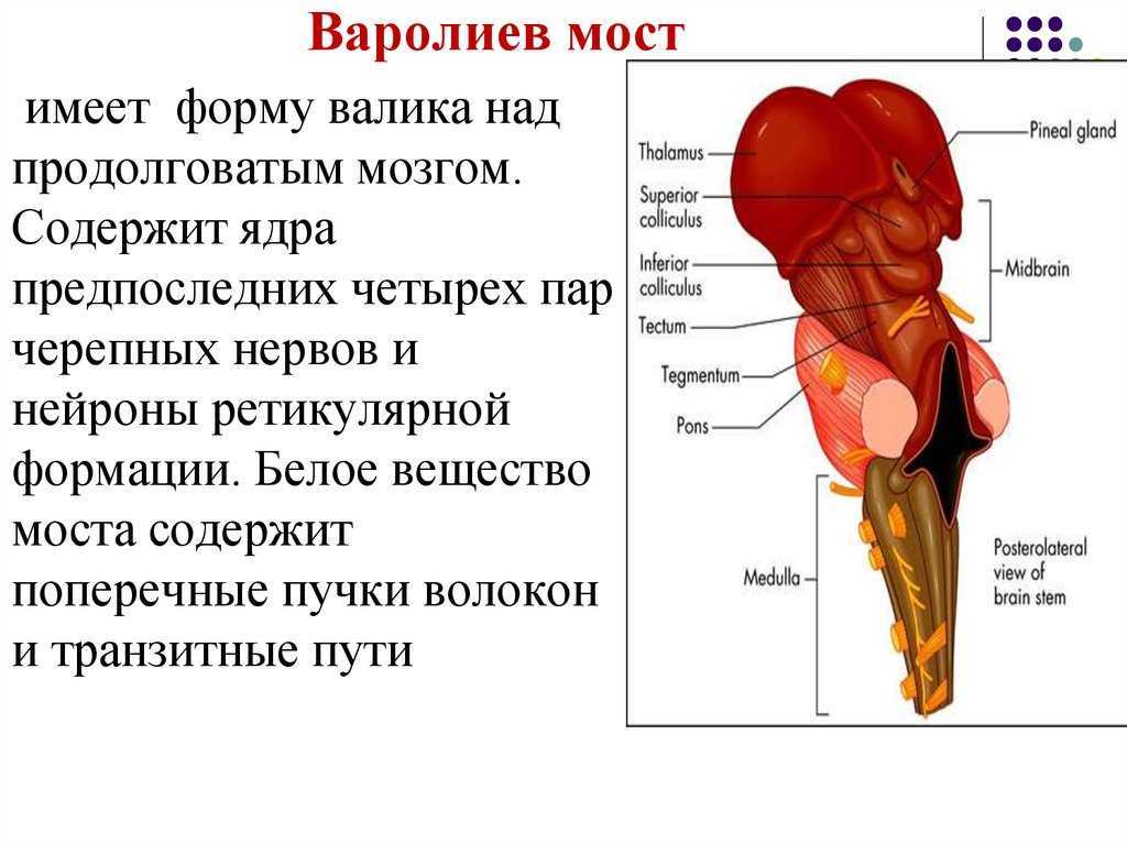 Варолиев мост рисунок