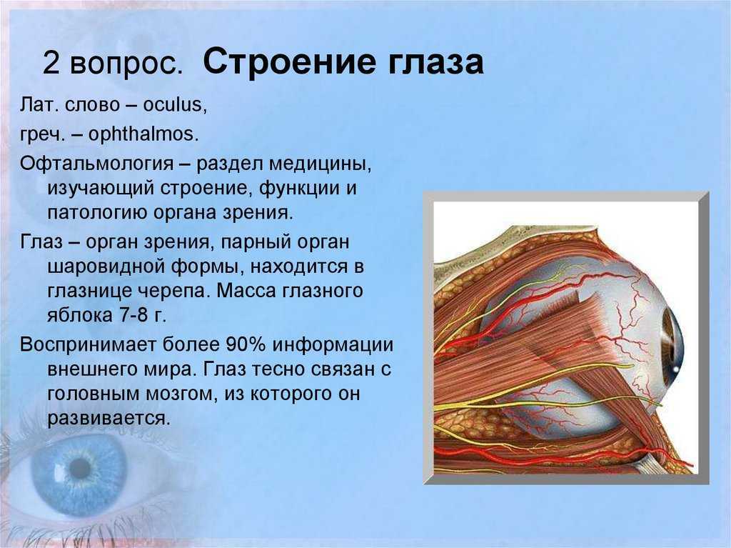 Зрение