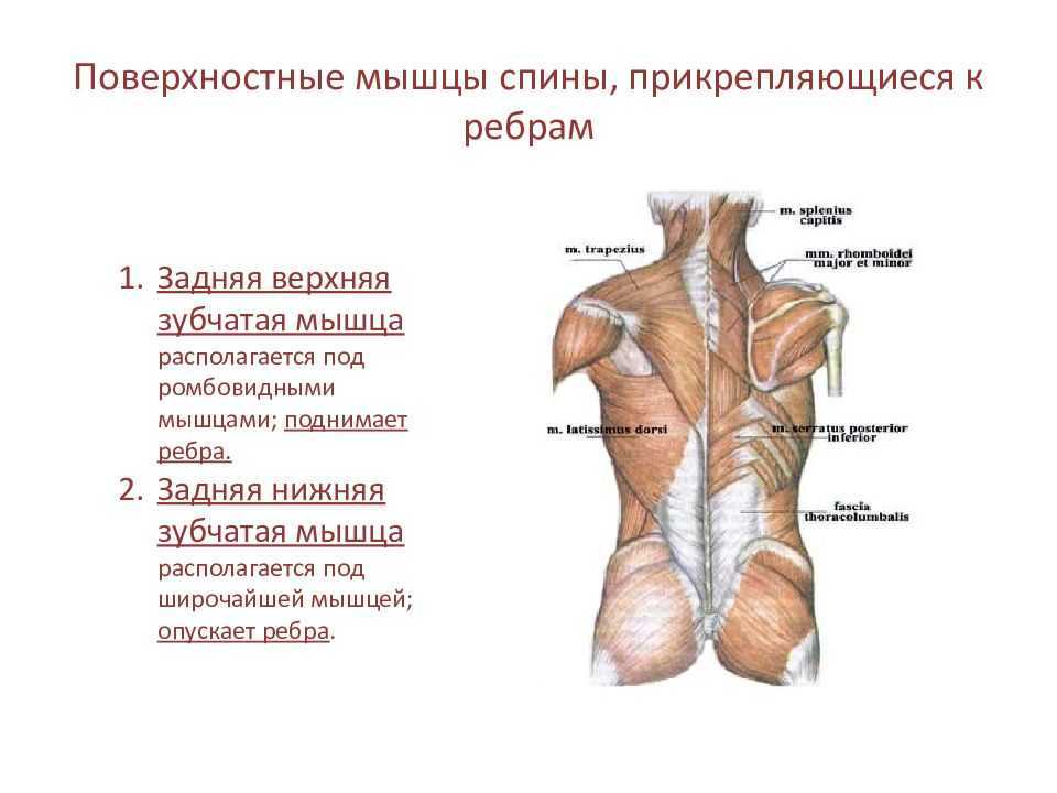 Мышцы спины и ребра. Мышцы спины поднимающие и опускающие ребра. Мышцы спины прикрепляющиеся к ребрам. Поверхностные мышцы спины. Верхняя задняя зубчатая мышца спины.