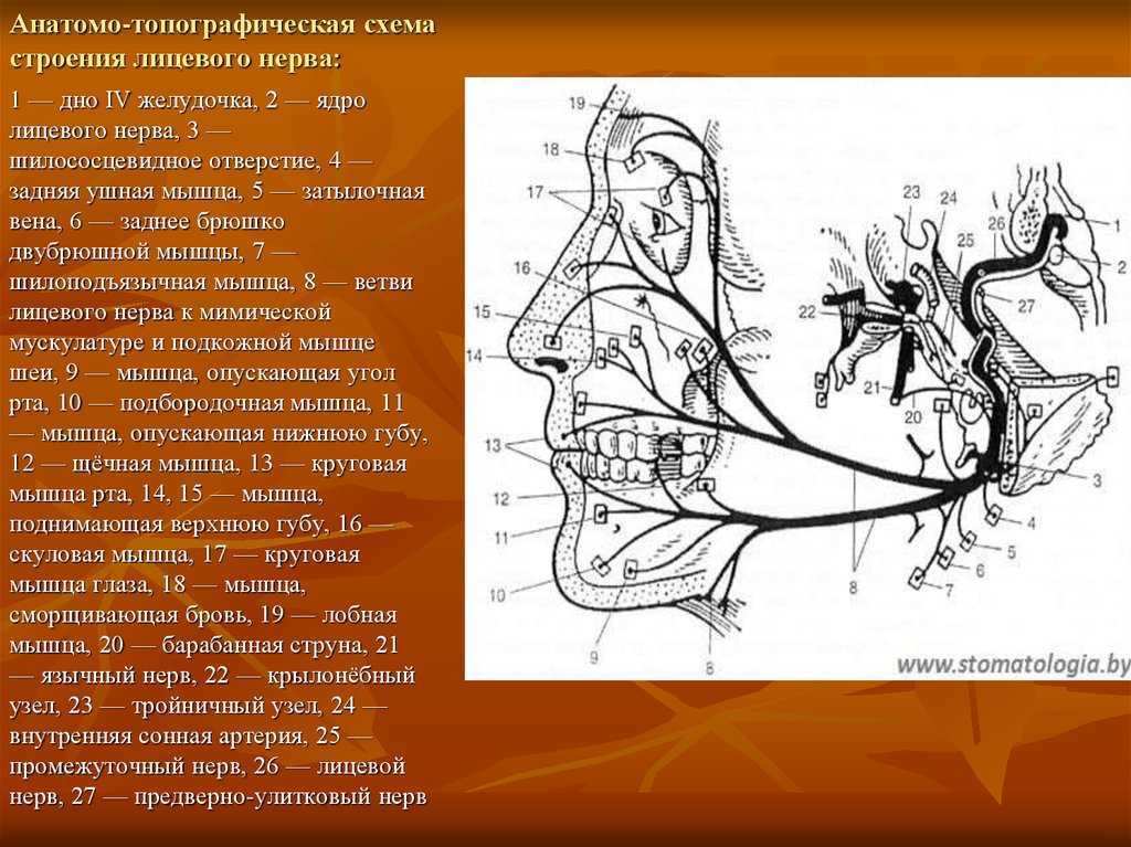 Лицевой нерв n Facialis объединяет собственно лицевой нерв и промежуточный нерв