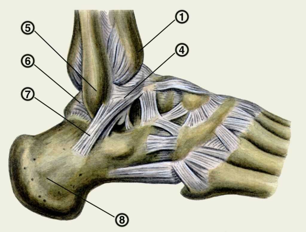 Наружная лодыжка правой голени фото показать анатомию