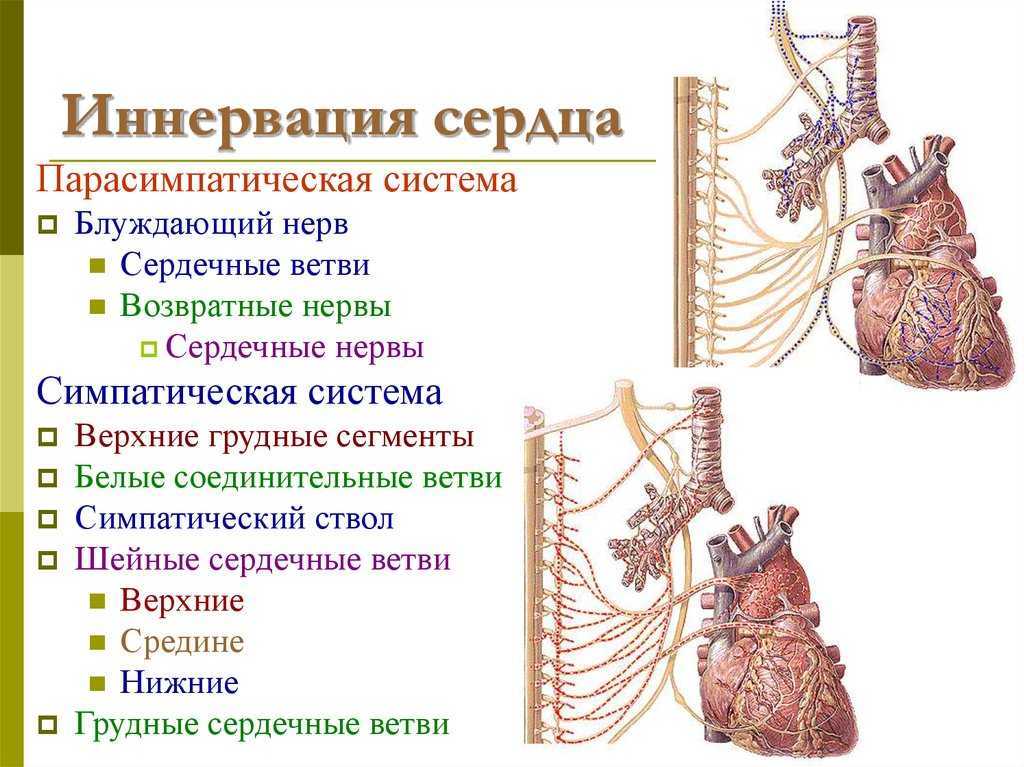 Что такое вегетативная нервная система? – lifekorea.ru