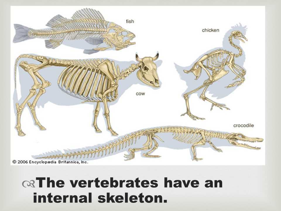 Эволюция скелета позвоночных. Эволюция скелета хордовых. Опорно-двигательная система хордовых животных. Эволюция осевого скелета хордовых.