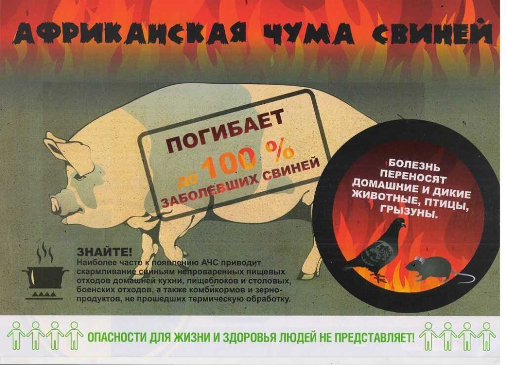 Сибирская язва. причины, симптомы, диагностика и лечение патологии :: polismed.com