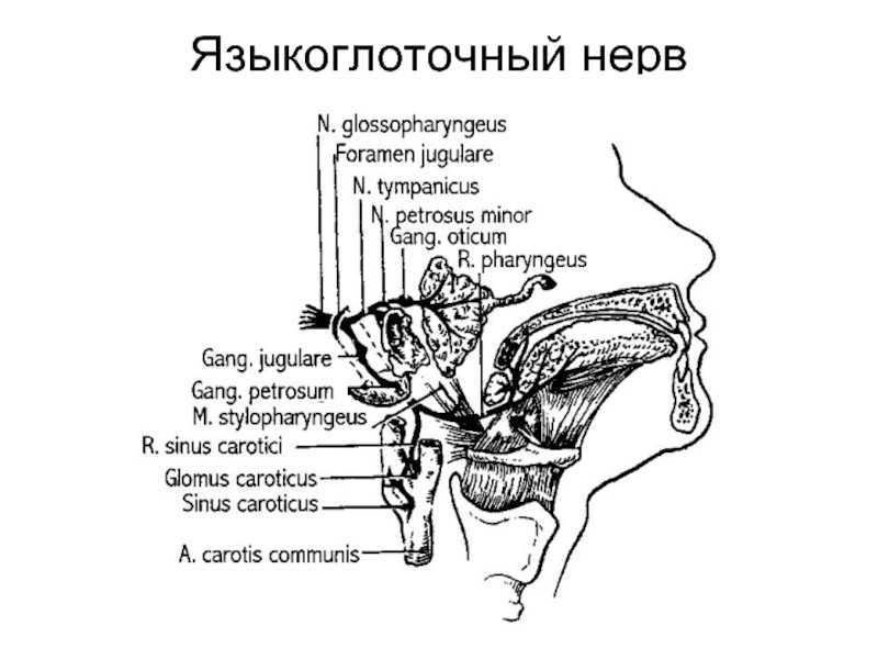 Лечение поврежденного язычного нерва
