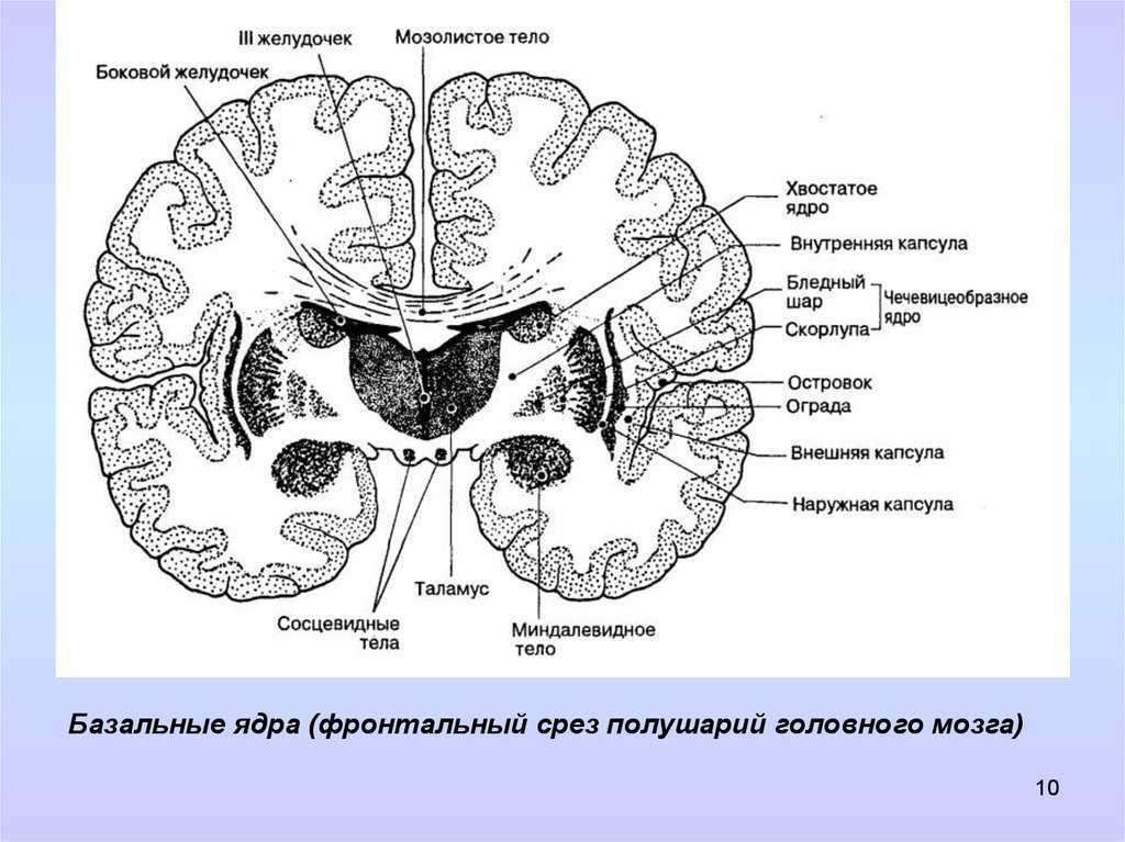 Базальные ядра головного мозга анатомия схема
