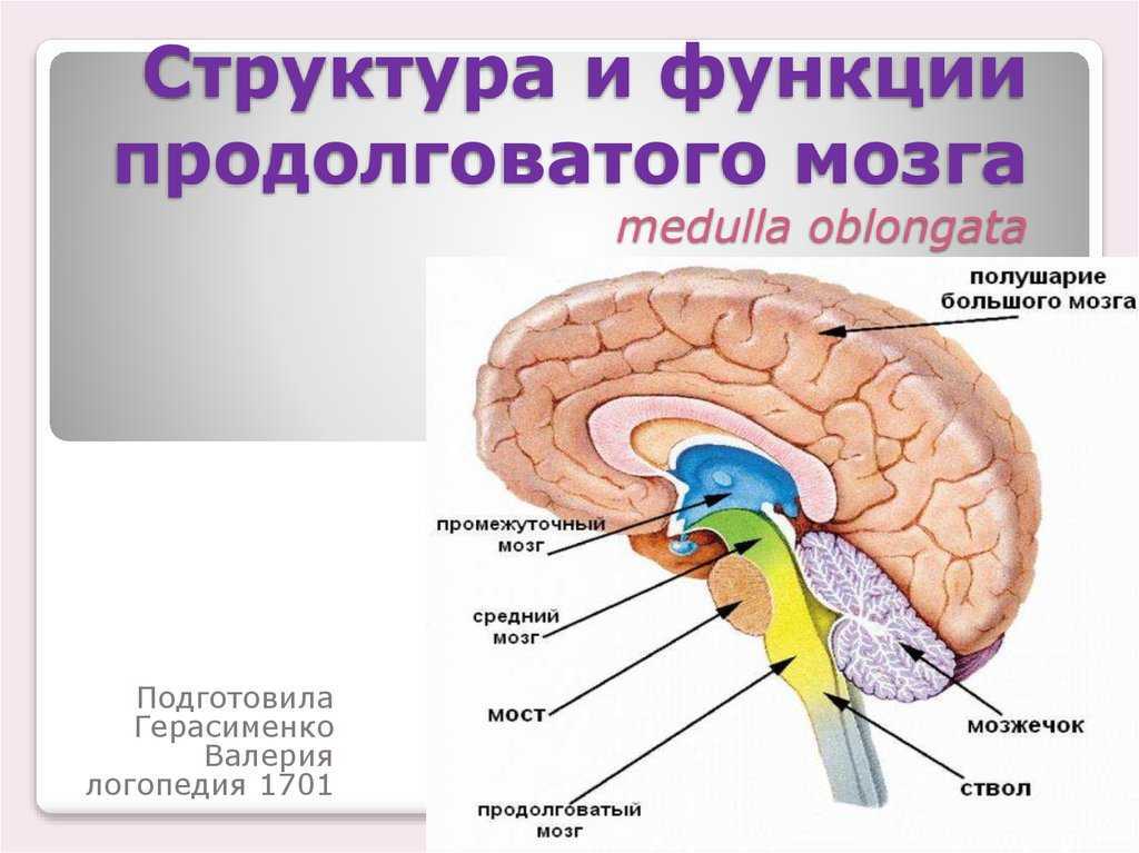 Презентация по биологии 8 класс головной мозг