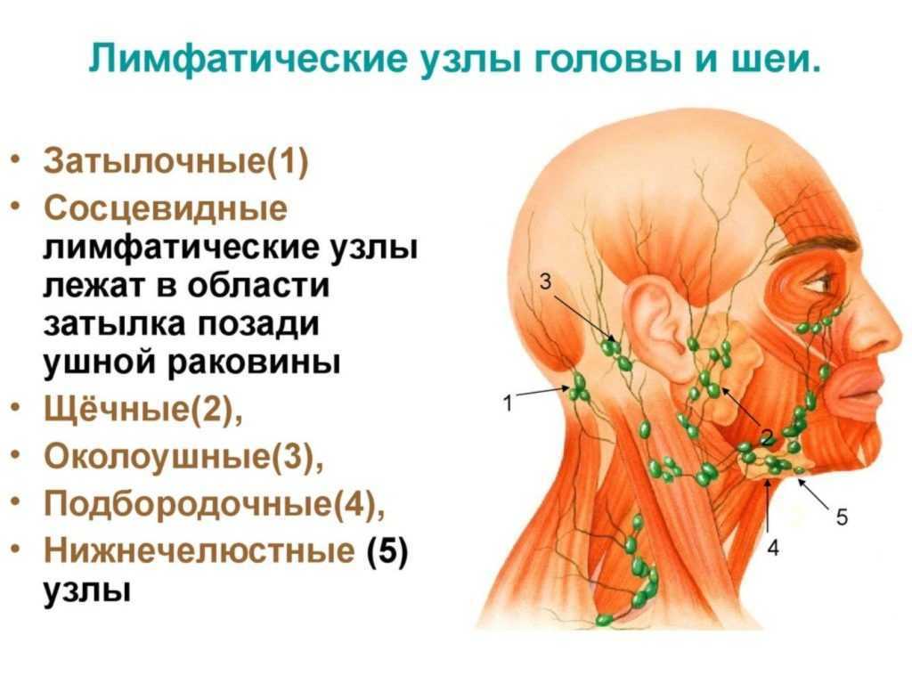 Шейные лимфоузлы расположение схема