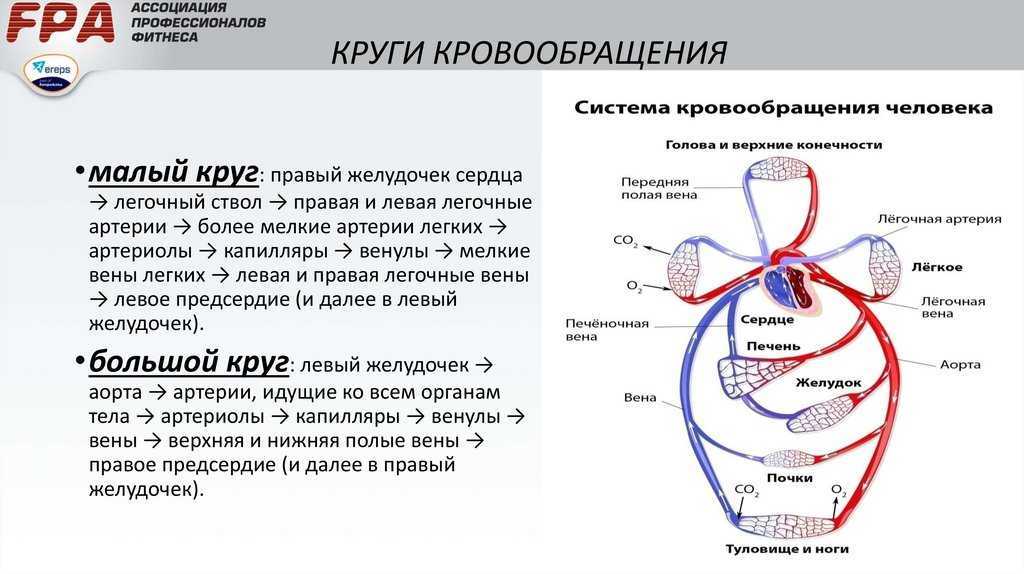 Где находится полая вена у беременных