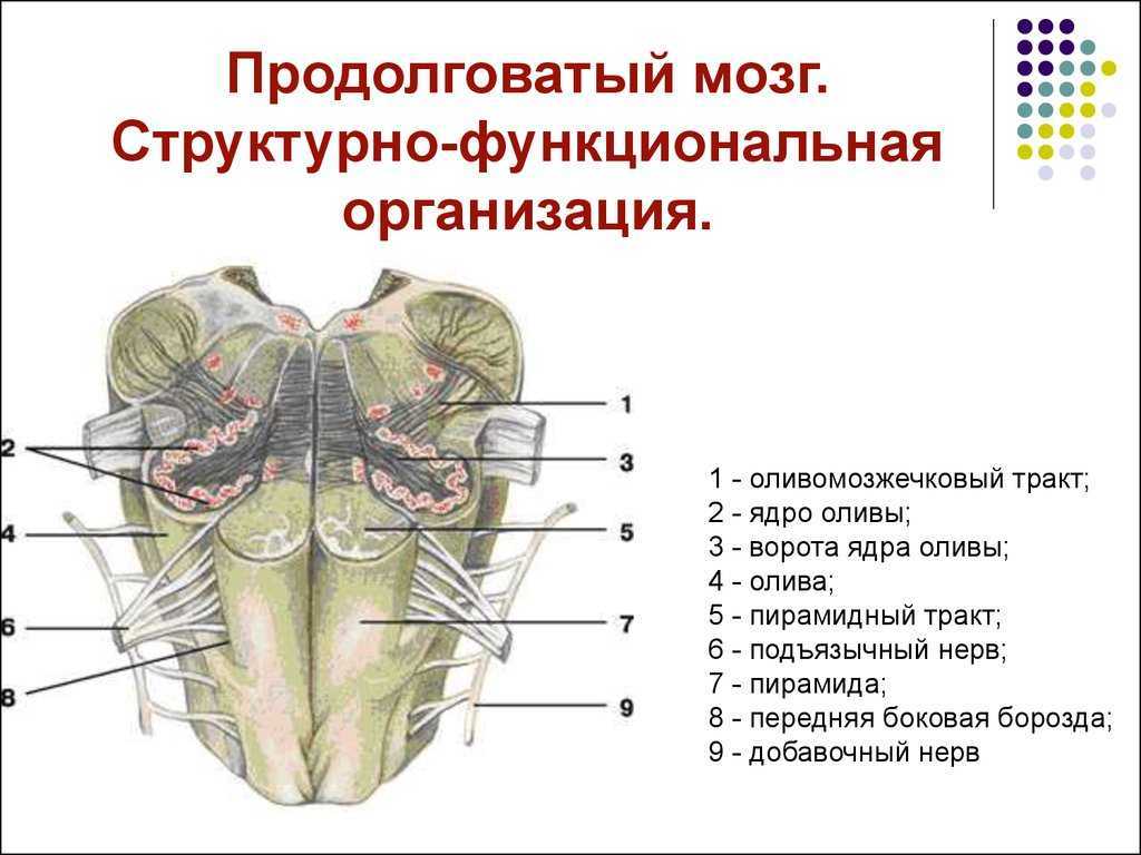 Продолговатый мозг: анатомическое строение, проводящие пути, функции