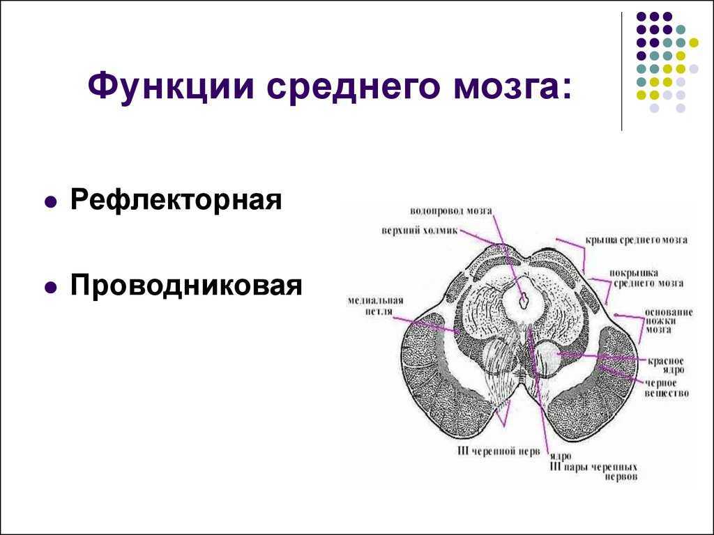 Средний мозг схема