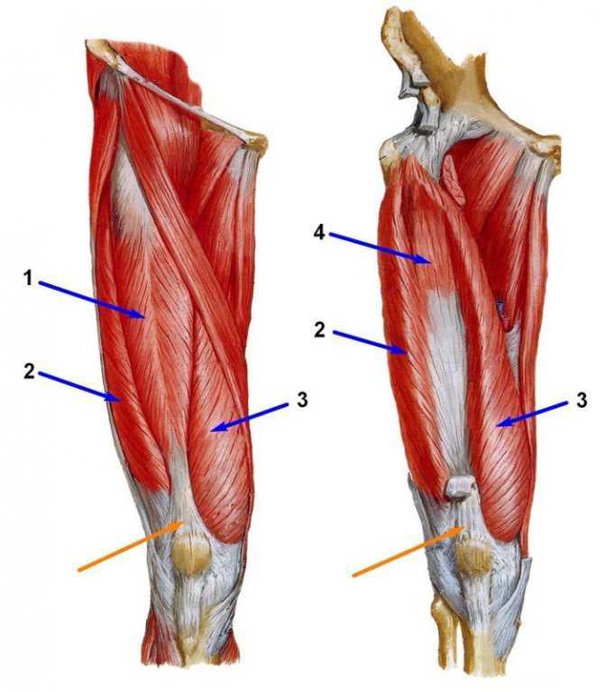 Квадрицепс ноги