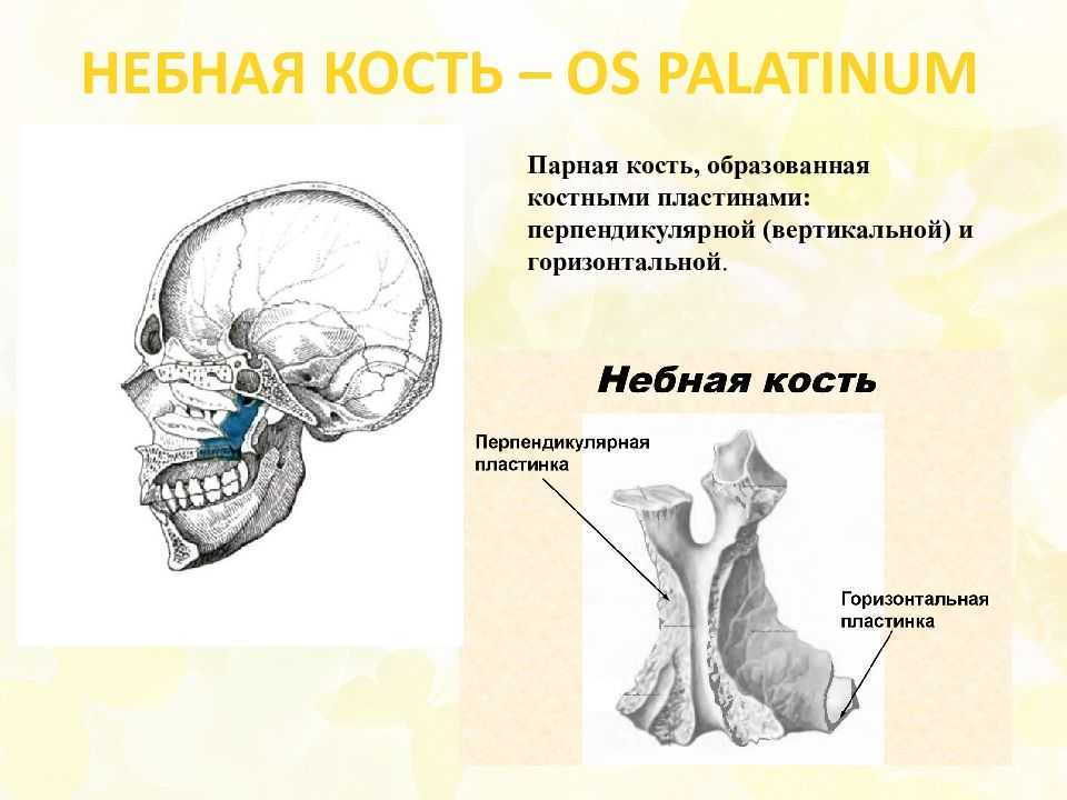 Кт-анатомия головы: мозг, кости черепа, лицевой синус
