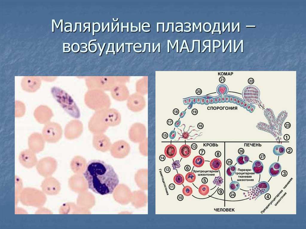 Несколько генераций плазмодиев в патогенезе малярии возможно. Малярийный плазмодий микробиология. Малярийный плазмодий строение. Малярийный плазмодий возбудитель малярии. Возбудитель малярии плазмодий.
