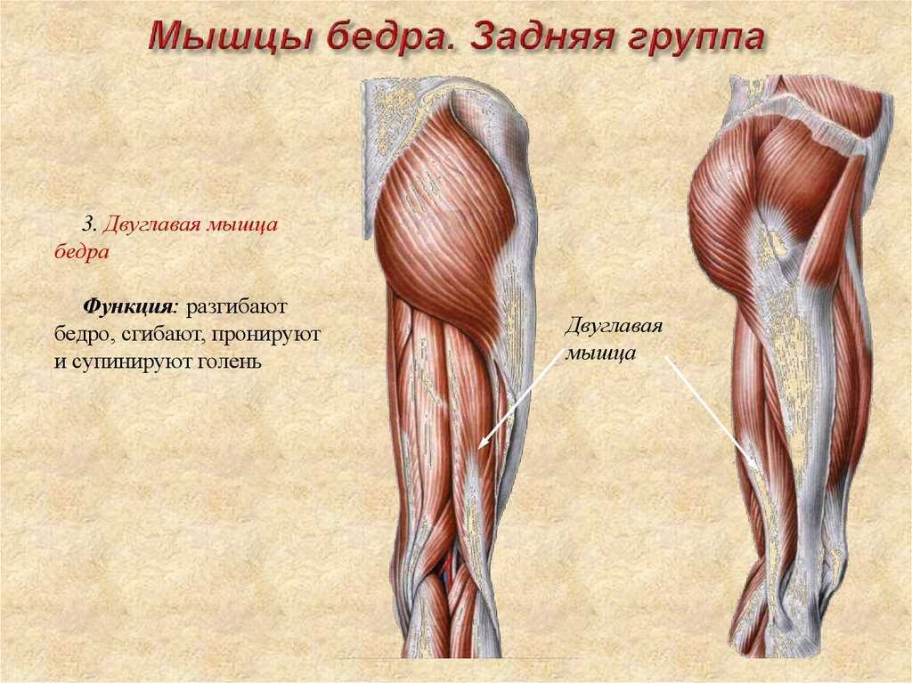 Бедренная мышца человека фото