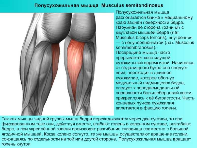 Полусухожильная мышца бедра фото