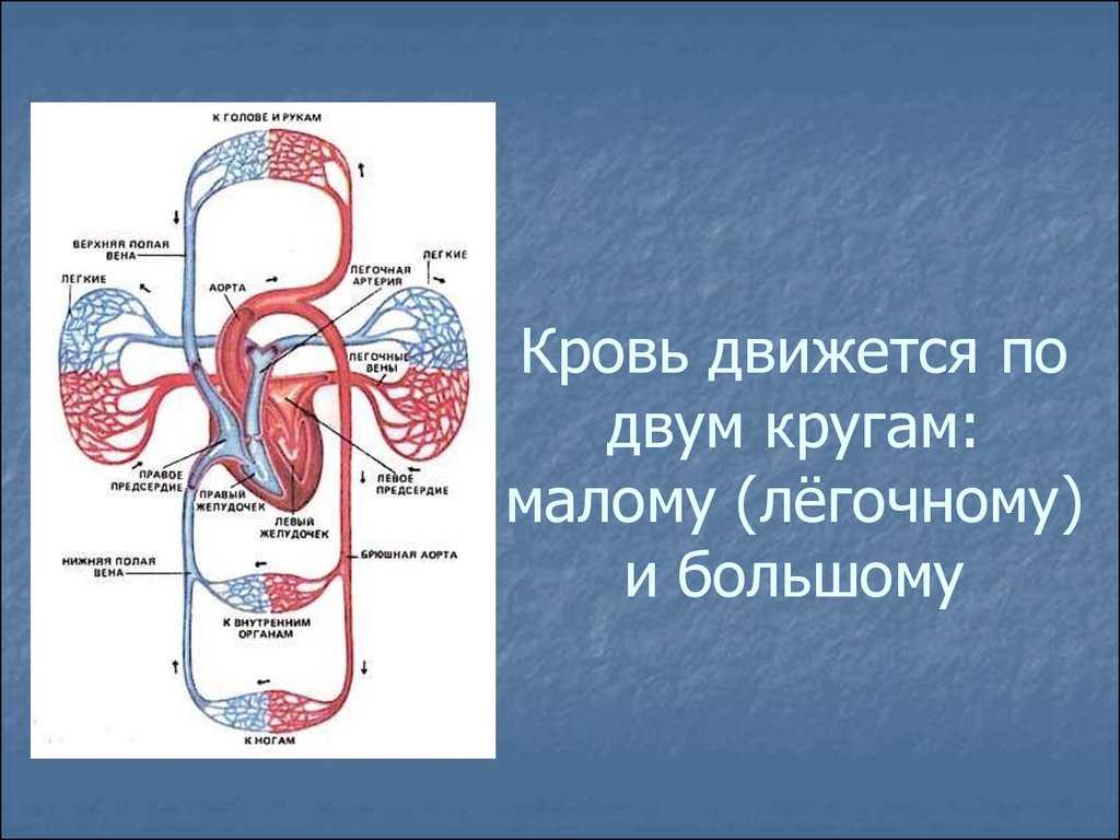 Аорта (анатомия) — строение и отделы, функции, патологии
