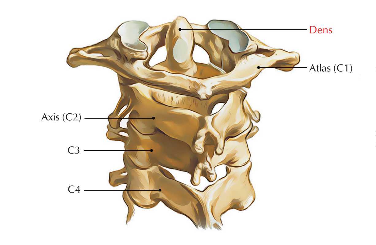 Соединения между затылочной костью. Кости атланто затылочного сустава. Атланто затылочный сустав анатомия. Атланто-аксиальное сочленение. Атланто аксиальный сустав.