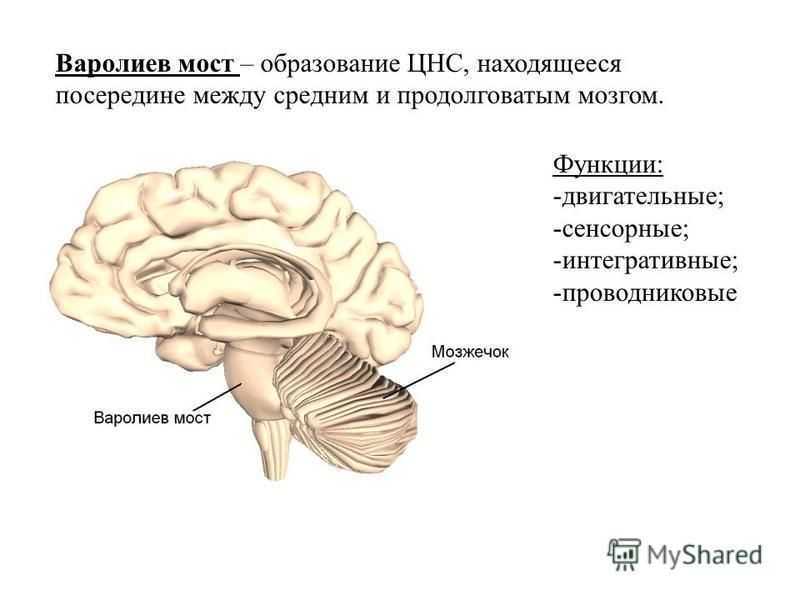Головной мозг: отделы, строение и функции