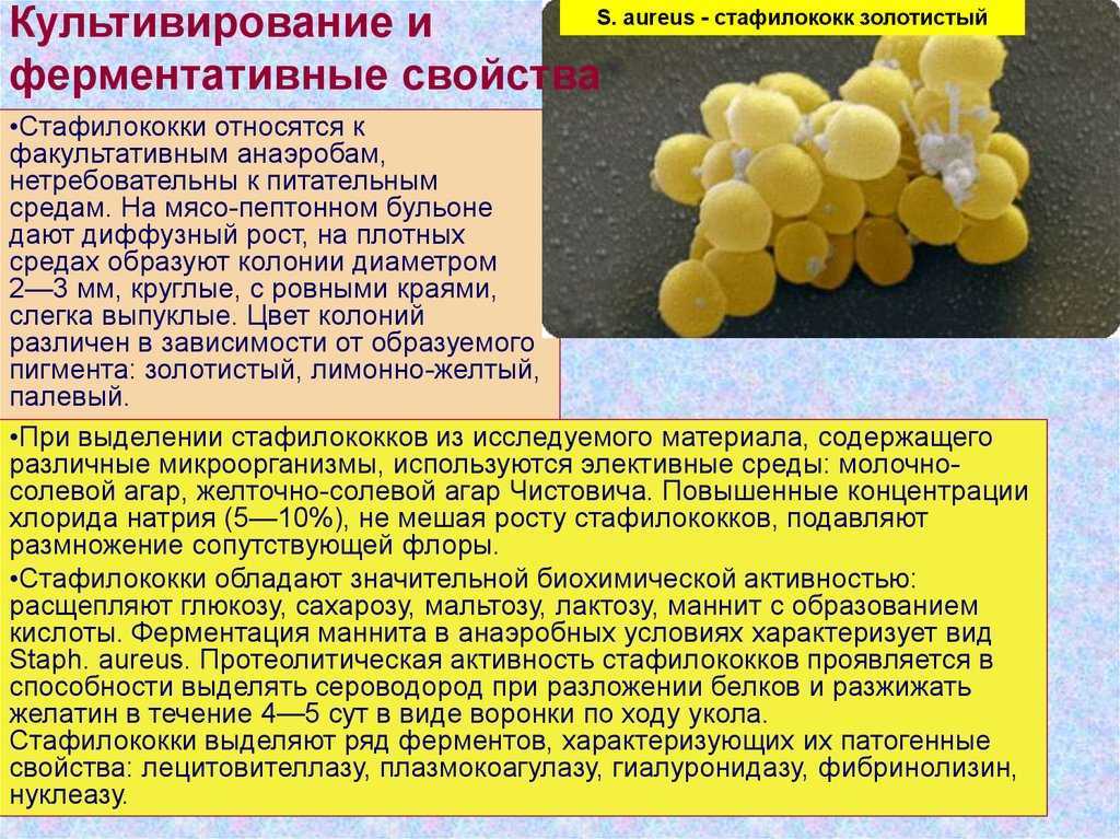 Золотистый стафилококк: симптомы, лечение, виды инфекции