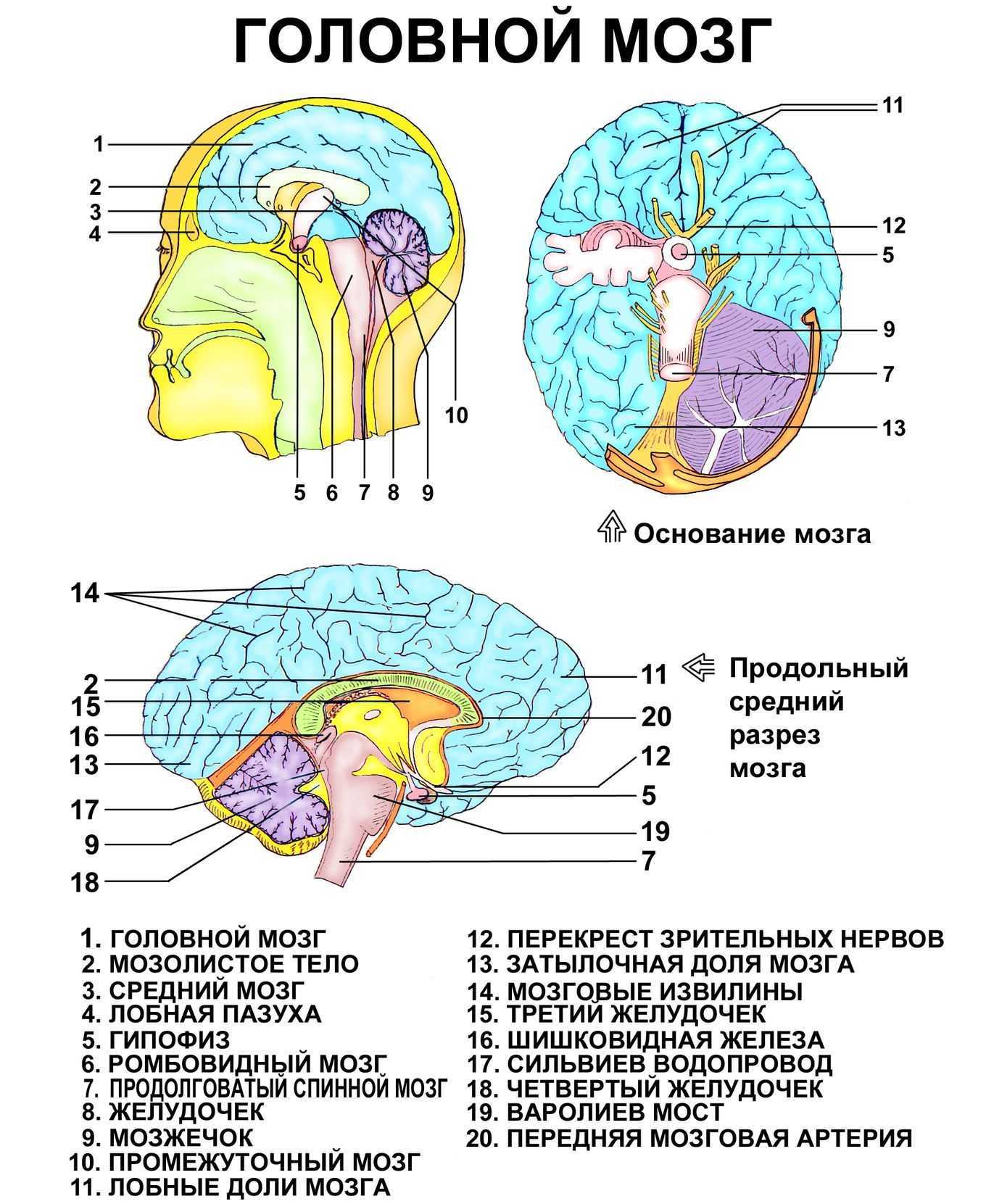 Строение головного мозга человека и функции отделов