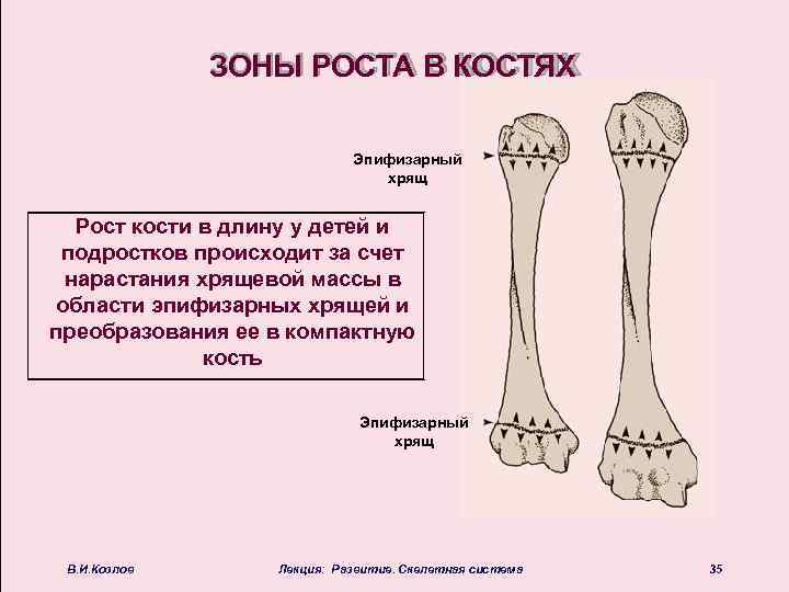 Схема длинной трубчатой кости взрослого человека и ребенка рентген