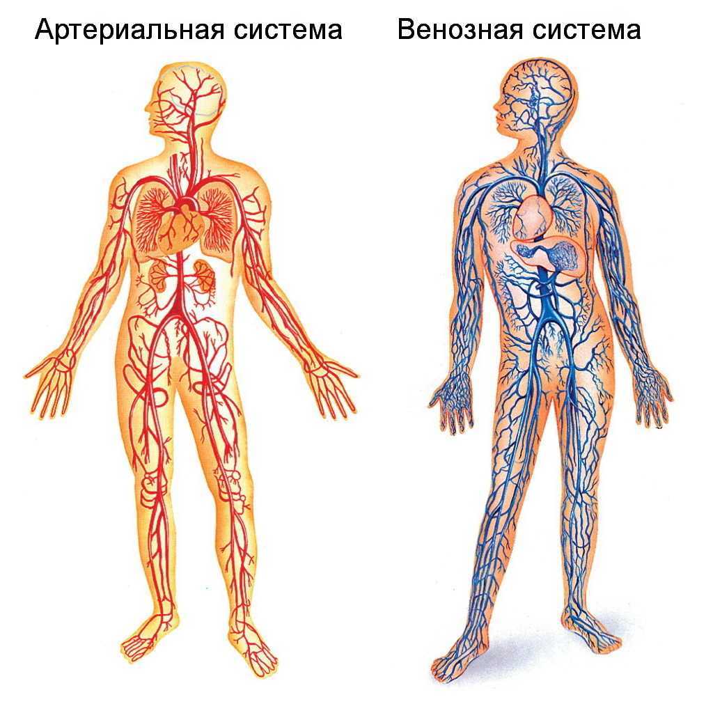 Артерии (анатомия) — строение, классификация, функции