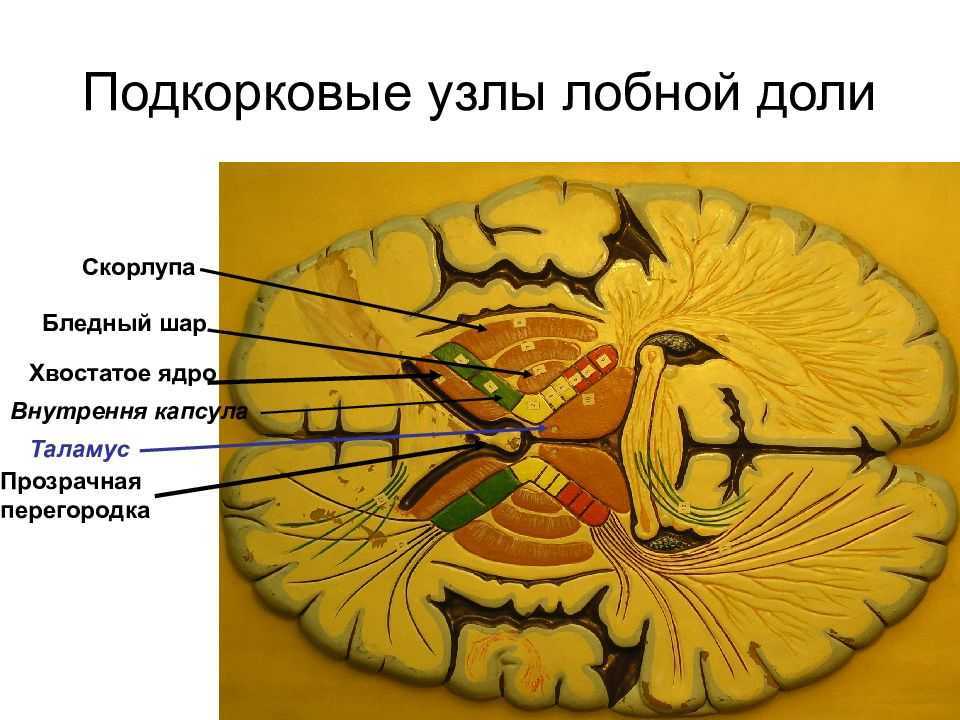 Схема расположения внутренней капсулы и базальных ядер