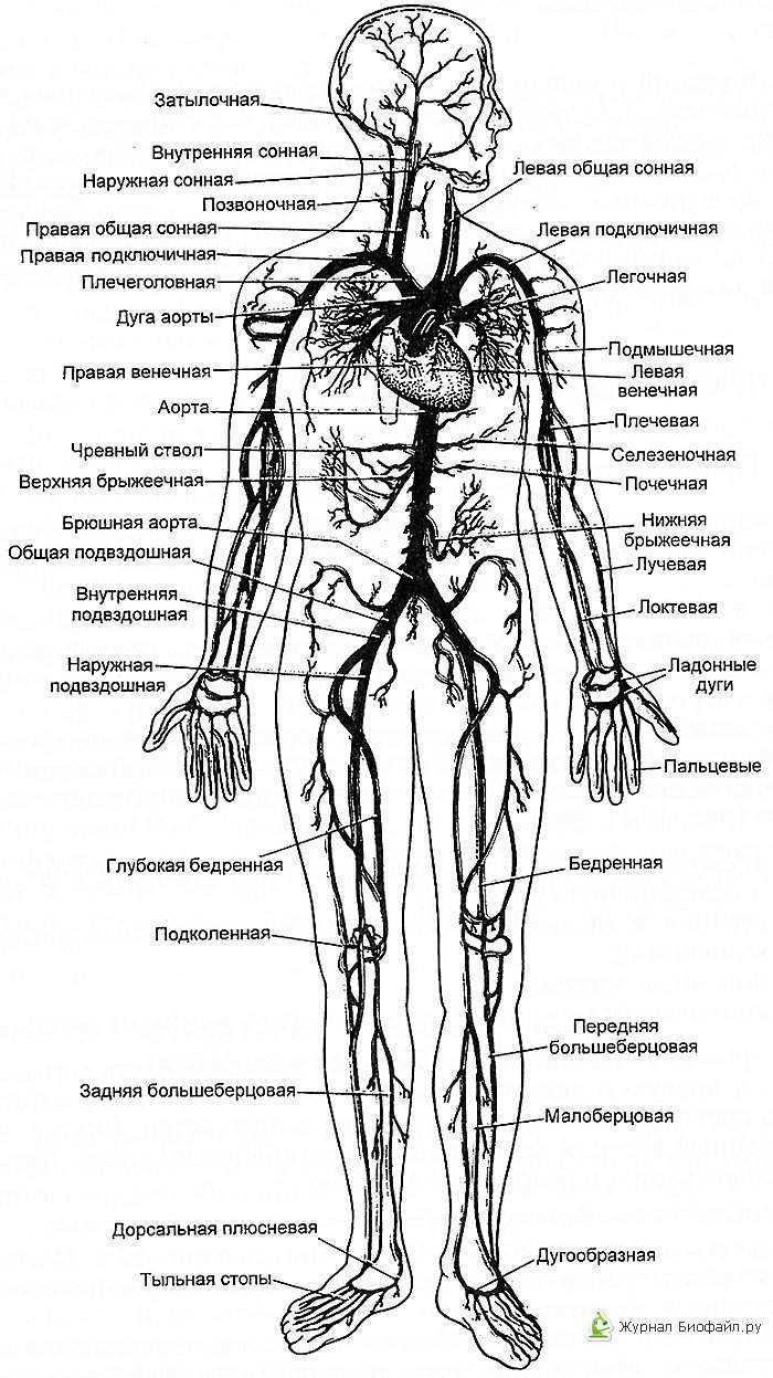 Ангиография артерий верхней конечности | e-anatomy - e-anatomy