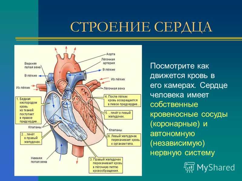 Легочный ствол рисунок