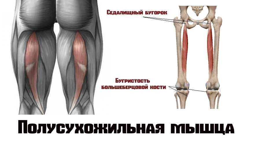 Полусухожильная мышца - semitendinosus muscle - abcdef.wiki