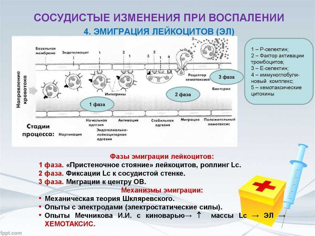 Наблюдение за хемотаксисом. Механизмы эмиграции лейкоцитов. Механизм эмиграции лейкоцитов при воспалении. Механизмы эмиграции лейкоцитов в очаг воспаления. Механизм хемотаксиса лейкоцитов.