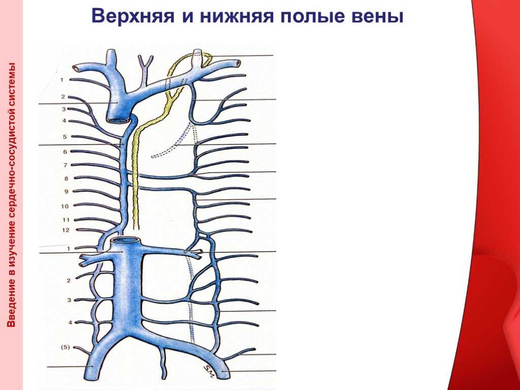 Система верхней полой вены правая половина. Вены анатомия верхняя полая Вена. Система верхней полой вены система нижней полой вены. Верхняя полая Вена схема. Верхняя и нижняя полая Вена анатомия.