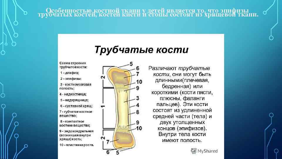 Схема длинной трубчатой кости взрослого человека и ребенка рентген