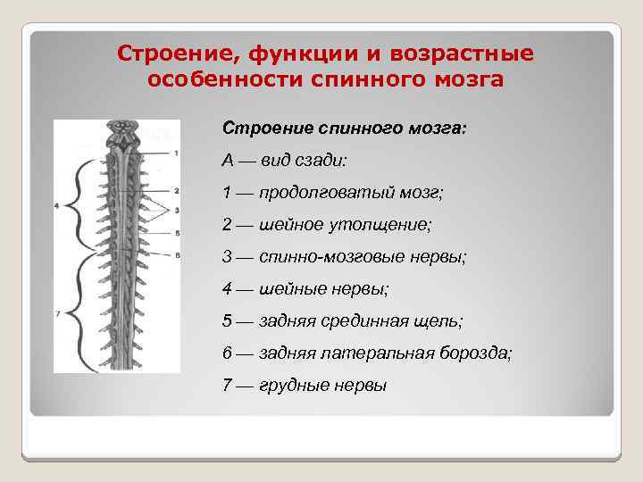 Дайте характеристику спинного мозга. Структура и функции спинного мозга. Строение и функции спинномозгового мозга. Спинной мозг строение и функции. Шейное утолщение спинного мозга.
