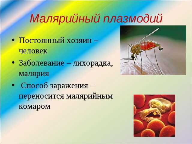 Что такое малярийный плазмодий описание, размножение, особенности