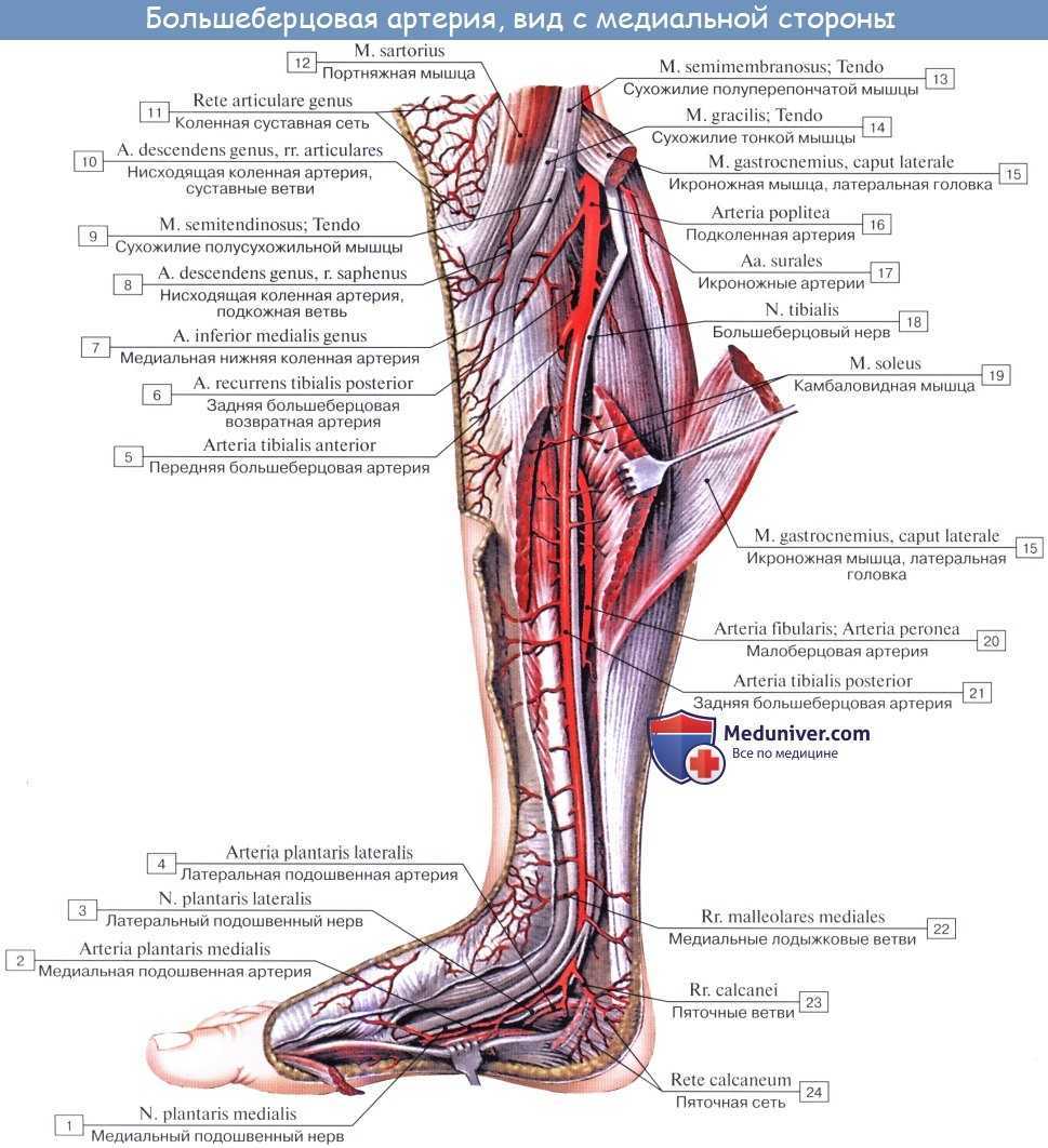 Где проходит артерия на ноге у человека фото
