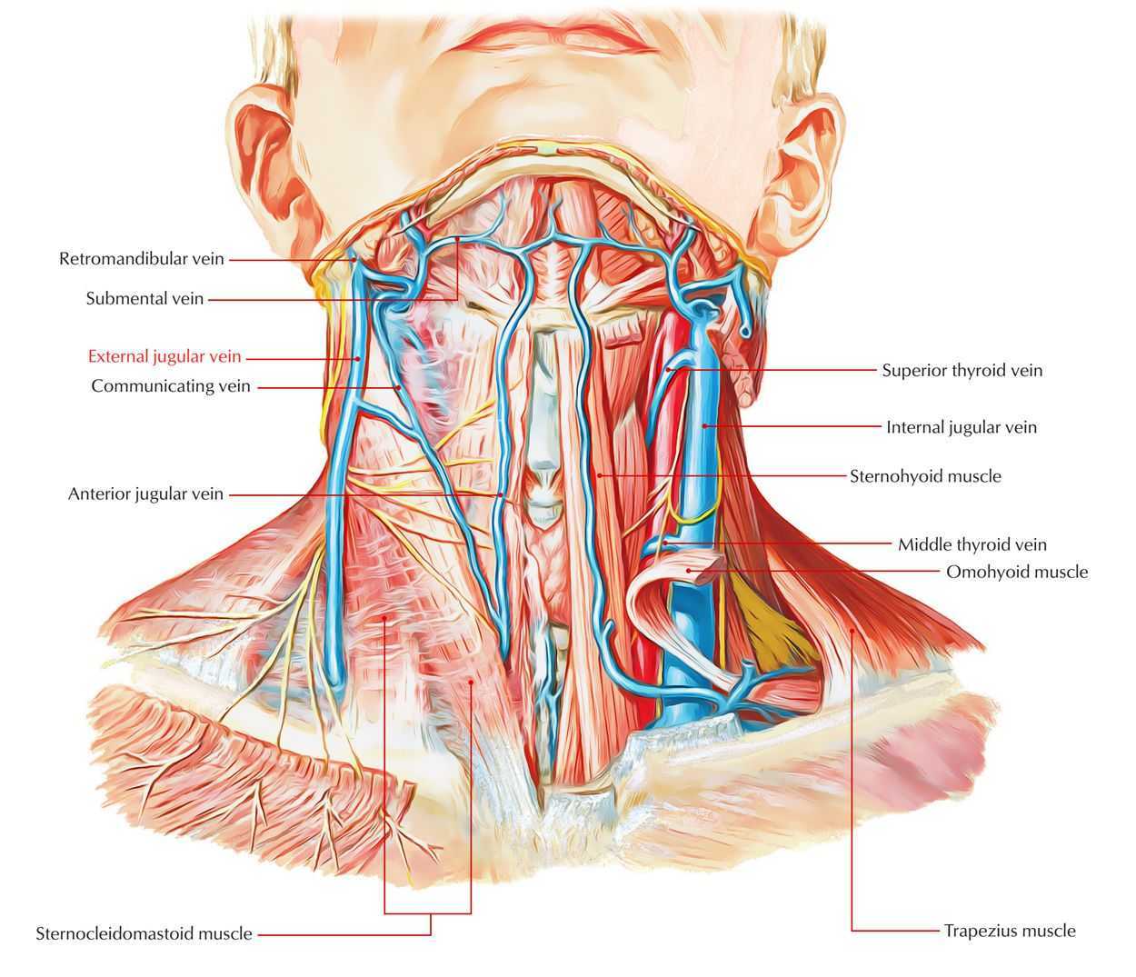 Яремная вена и сонная артерия на шее фото сколько сантиметров внутри