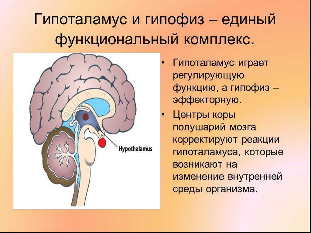 Нормальная физиология: мозжечок, ретикулярная формация, таламус, гипоталамус, лимбическая система