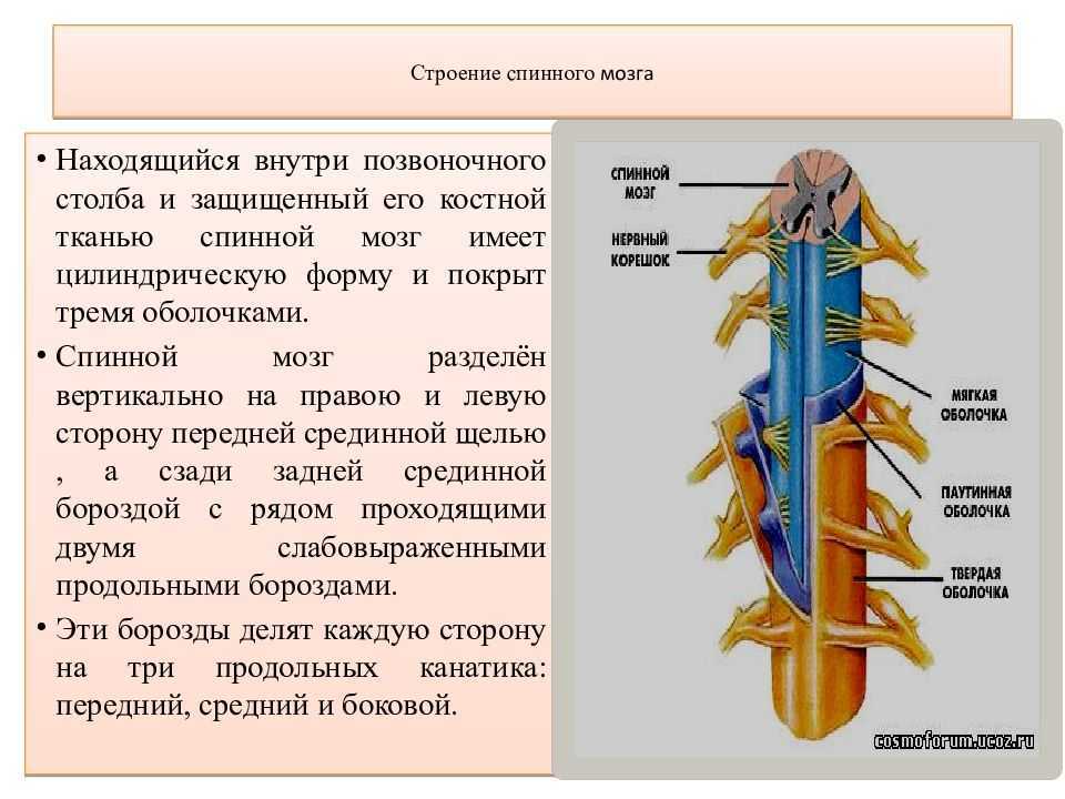 Дайте характеристику спинного мозга. Наружное и внутреннее строение спинного мозга. Внутреннее строение спинного мозга состав. Строение спинного мозга внешнее строение. Строение нервной системы спинной мозг.