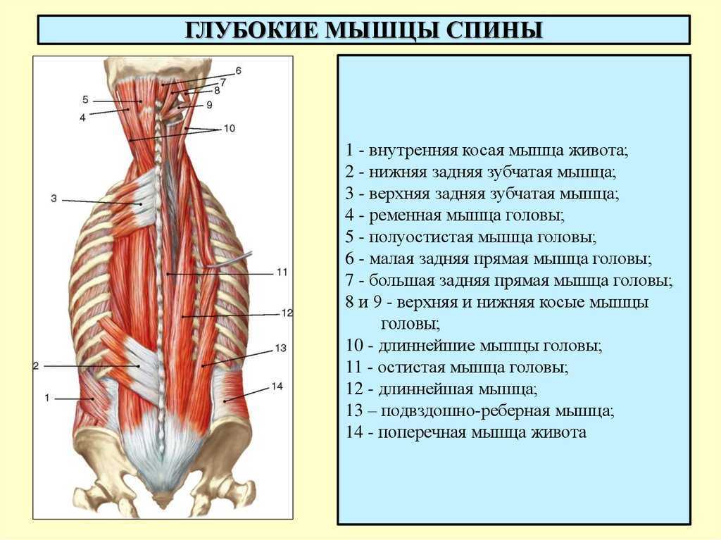 Глубокая поясница. Мышца выпрямляющая позвоночник длиннейшая мышца. Глубокие разгибатели спины мышца. Глубокие мышцы спины с разгибателем позвоночника. Мышцы разгибатели спины анатомия.