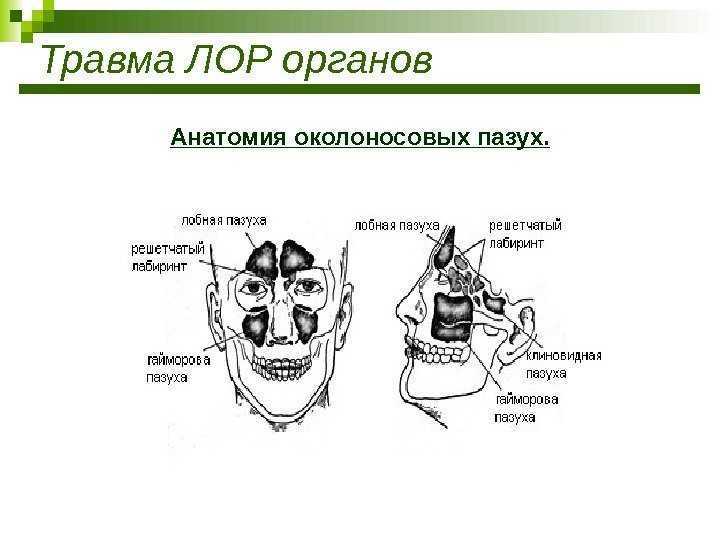 Первые симптомы, признаки и причины гайморита